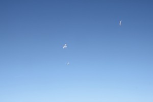 IMG 7710